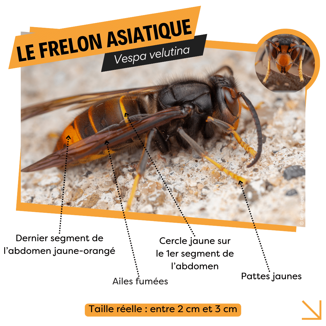 freslon